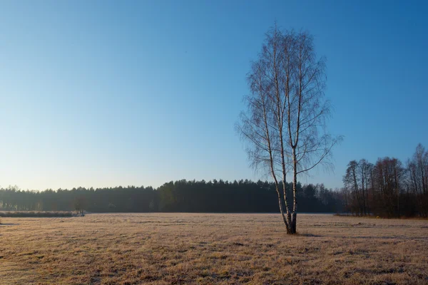 Ayaz bir sonbahar sabahı huş ağacı
