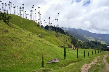 The cocora valley is an excellent tourist site in the coffee axis of Colombia, there are horseback riding, hiking, sport fishing, nature, and abounds the wax palm (ceroxylon quindiuense) clipart