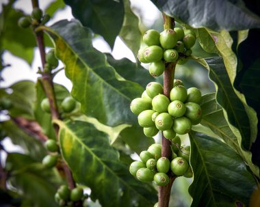 Yeşil kahve çekirdekli kahve dalları, Kolombiya kahvesi. Kolombiya kahve ekseni.                        