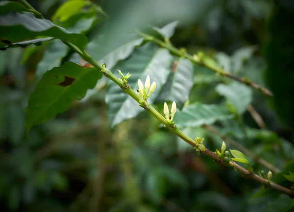 Coffee branches with flowers, Colombian coffee. Colombian coffee axis.