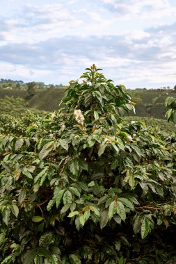 Yeşil ve olgun meyveli kahve bitkileri. Pereira, Risaralda, Kolombiya. Kahve Kültür Bölgesi 'nde, yüksek kaliteli kahve alanında..                               