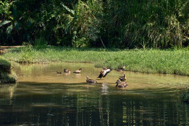 Ördekler gölün üzerinden uçuyor. anas platyrhynchos domesticus                       