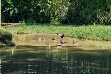 Ördekler gölün üzerinden uçuyor. anas platyrhynchos domesticus                             