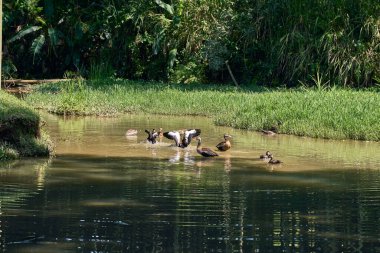 Göl kenarındaki ördekler uçuşu hazırlıyor. anas platyrhynchos domesticus                               
