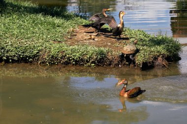 Gölün kıyısındaki ördekler güneşleniyorlar. anas platyrhynchos domesticus                               