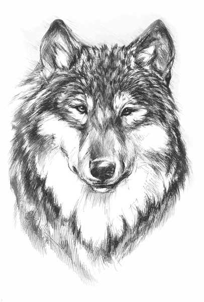 Lobo pintado blanco y negro — Archivo Imágenes Vectoriales