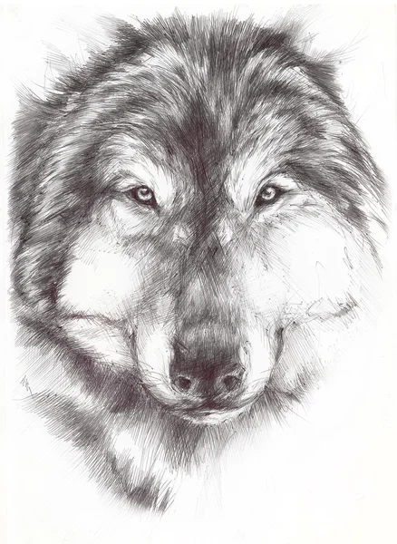 Чёрно-белый волк — стоковое фото