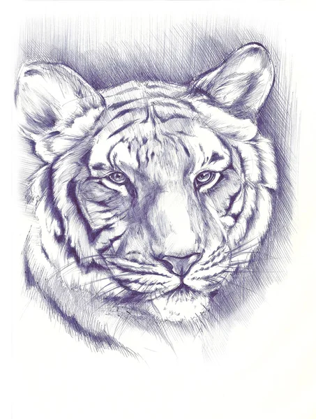 Чёрно-белый тигр — стоковое фото