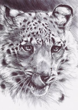leopar