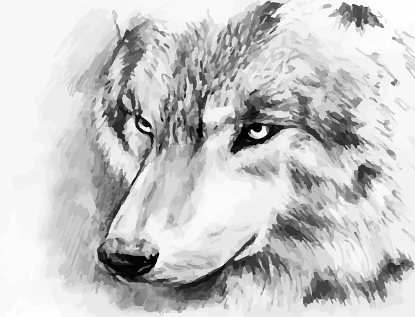 Loup — Image vectorielle