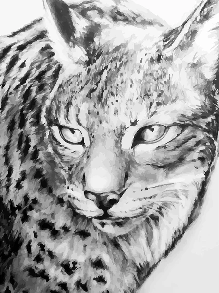 Lince — Archivo Imágenes Vectoriales