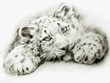 leopar