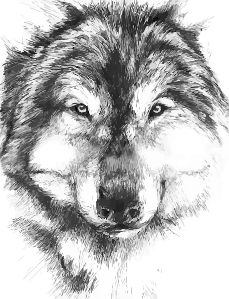 Lobo — Archivo Imágenes Vectoriales