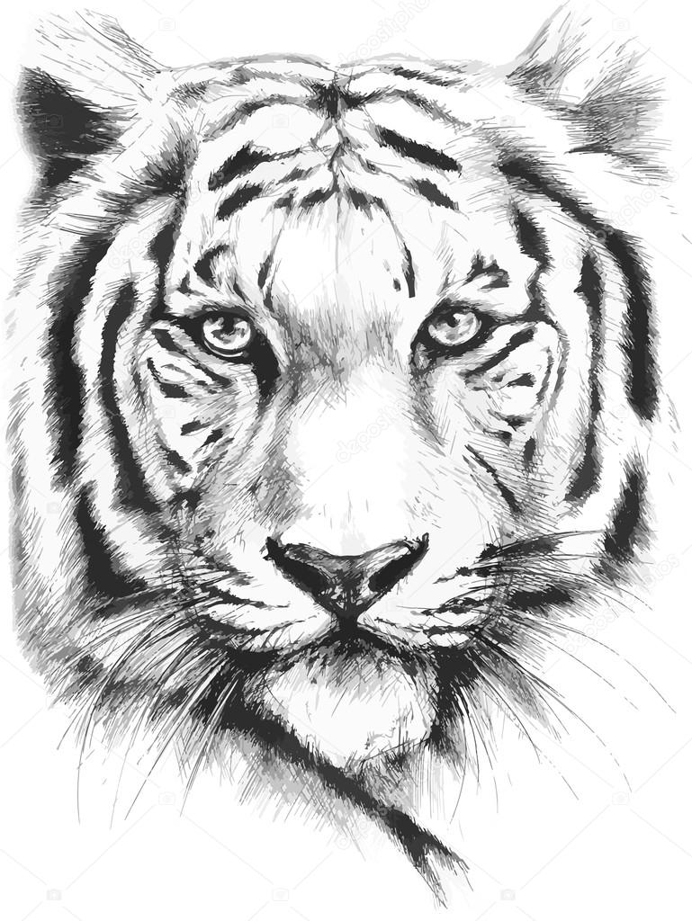 Czarno biały tygrys grafika wektorowa | Depositphotos®