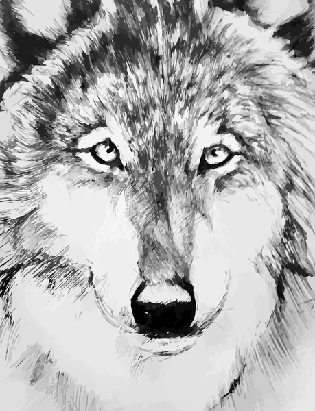 Lobo pintado blanco y negro — Archivo Imágenes Vectoriales