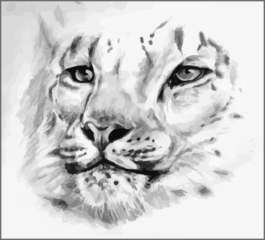 siyah-beyaz boyalı leopar