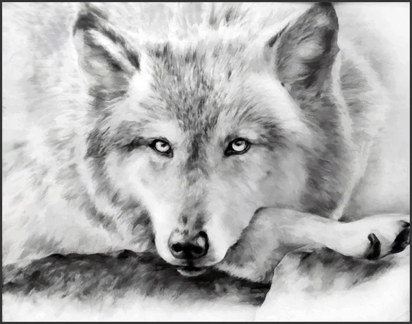 Lobo pintado preto-branco —  Vetores de Stock