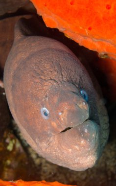 Müren balığı - Gymnothorax tek renkli - La Palma - Kanarya Adaları - yakın çekim kahverengi