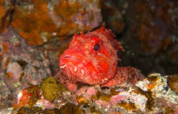 Skorpionfisch - scorpaena canariensis - Kanarische Inseln — Stockfoto