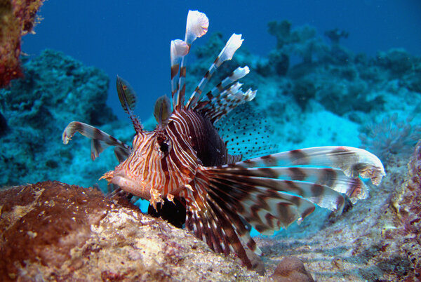 Common Lionfish Pterois volitans Scorpion Volitans, Scorpionfishes, Black Volitans Lionfish, Black Lionfish, Butterfly Cod, Ornate Butterfly Cod, Peacock Lionfish, Firefish, Red Firefish, Red Lionfish