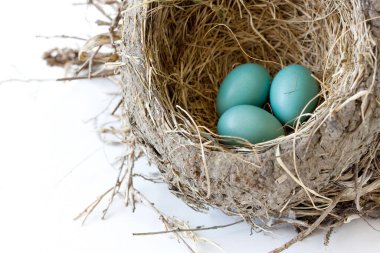 Paskalya konsepti. Yuvadaki küçük mavi kuş yumurtaları