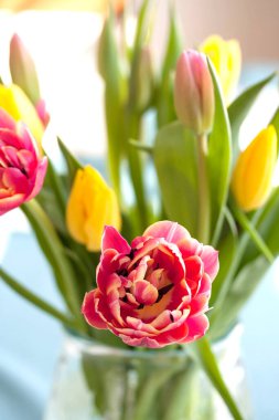 Bir buket çok yapraklı laleler pembe vazoda sarı Paskalya bayramı kutlamaları.