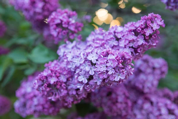 Belles fleurs de lilas en fleurs — Photo