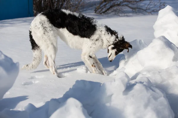 Ein Welpe des russischen Hundes geht in der Winterlandschaft spazieren. — Stockfoto
