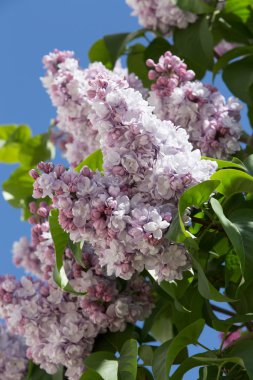 Bahçe içinde Moskova Kremlin muhteşem leylak dalı