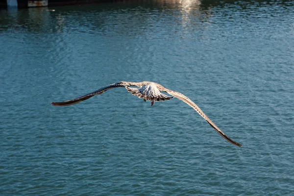 Uma gaivota que abre as asas e voa . — Fotografia de Stock