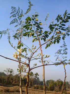 Tarım çiftliğindeki Hint Drumstick Ağacı Ağaçta çiçekler var