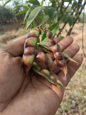 Tarım çiftliğinde güvercin bezelyesi