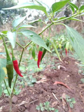 Biber ağacında kırmızı ve yeşil biber var.