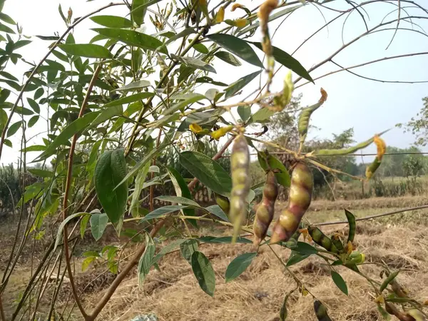 Pisello Piccione Nell Azienda Agricola — Foto Stock