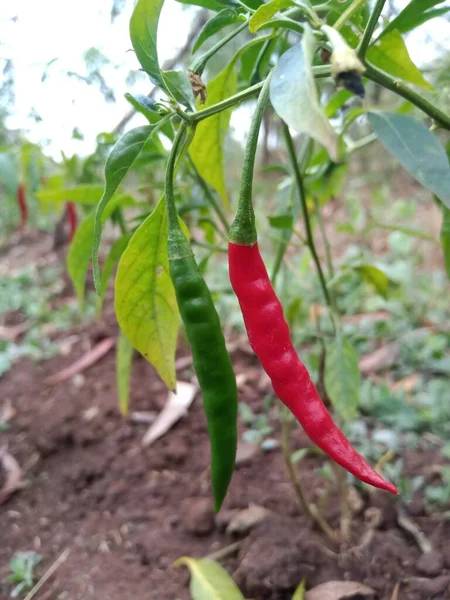 Sono Peperoncini Rossi Verdi Sull Albero Del Peperoncino — Foto Stock