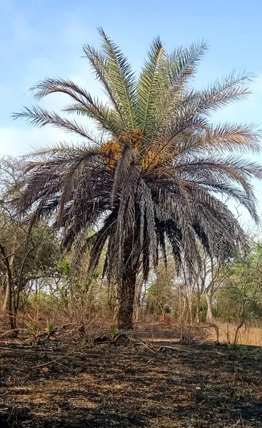 丛林中的印度棕榈树 — 图库照片