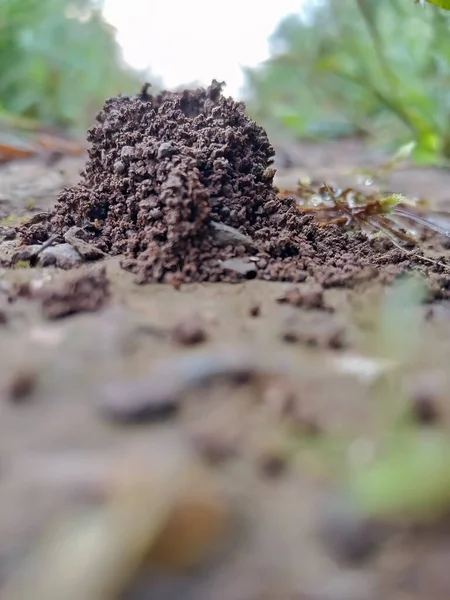 Ameisenhügel Insekt Heimat Ameisenkolonie Selektiver Fokus Auf Thema Hintergrund Unschärfe — Stockfoto