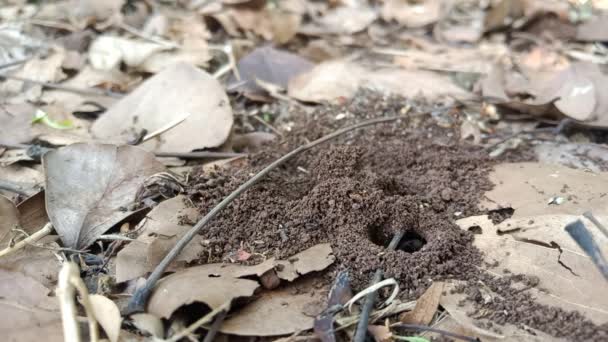 蚂蚁在蚂蚁群的森林里工作 — 图库视频影像