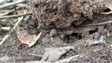 Küçük siyah ve koloni vahşi yaşam ortamı