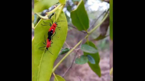野生の昆虫は緑の葉に愛を作っている — ストック動画