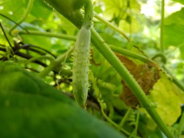 Salatalık sarmaşıkları tarlada oluşmaya başladı.