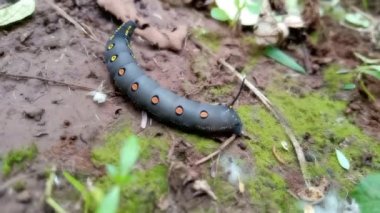Kara Böcek Tırtıl 'ın vahşi ormanlarda nasıl yürüdüğüne bakın.