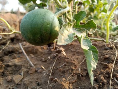 Tarlalarda karpuzlar büyümeye başladı.