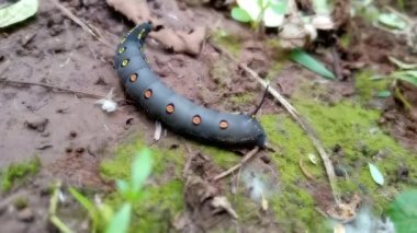 Kara mancınık graund üzerinde yürüyor