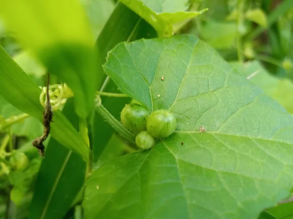 Mukia Maderaspatana Planta Medicinal — Fotografia de Stock