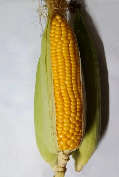 Indisk Gul Färg Majs Bakgrund Vit Selektivt Fokus Ämnet — Stockfoto