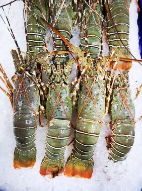 Bunch of fresh Oriental slipper lobster Thenus orientalis, flathead lobster, crayfish being displayed on ice. Street seafood in Asia spiny Bay lobster Moreton Bay bug  close-up placed in a row on the refrigerated panel at the food market in Thailand clipart