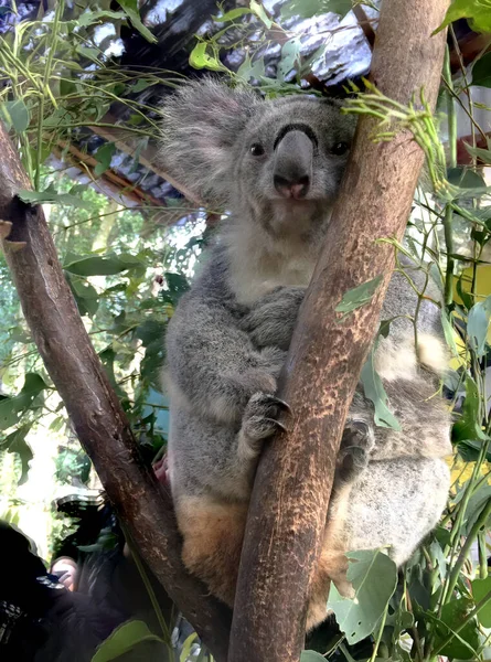Vertical Close View Cute Koala Bear Disambiguation Phascolarctos Cinereus Relaxing — 图库照片