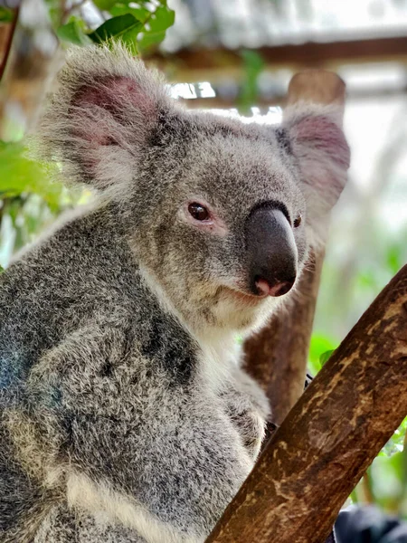 Cute Koala Bear Disambiguation Phascolarctos Cinereus Relaxing Eucalyptus Tree Green — Zdjęcie stockowe