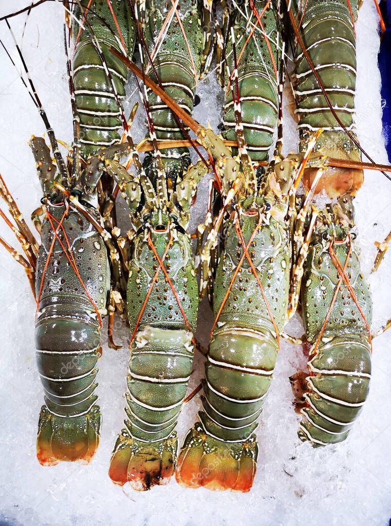 Bunch of fresh Oriental slipper lobster Thenus orientalis, flathead lobster, crayfish being displayed on ice. Street seafood in Asia spiny Bay lobster Moreton Bay bug  close-up placed in a row on the refrigerated panel at the food market in Thailand